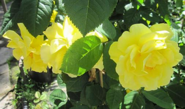 Kletterrose Golden Gate